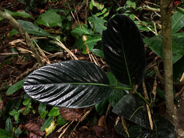 Piper augustum, a form with almost black leaves and prominent nerves, Calanoa, Letitia, Colombia