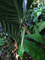 Piper augustum, downward hanging maturing spadix and green undersurface of leaves, Calanoa, Letitia, Colombia