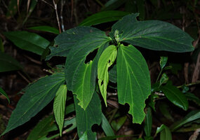 Piper aurilimbum as a small erect plagiotropic subshrub in forest understory, Mt Kinabalu NP, 1600 m asl, Sabah, Borneo