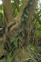 Piper cathayanum, main monopodial stem with silver maculate leaves climbing along a tree trunk, Victoria Peak, Hong Kong