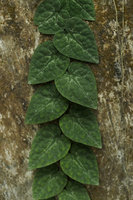 Piper cathayanum, main monopodial stem with silver maculate leaves, Victoria Peak, Hong Kong