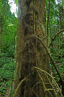 Piper cf. griffithii, dense mats of small adventitious roots fixing the main stem to tree trunk and old secondarily thickened stolons acting like feeding stilt roots, Kaeng Krachan NP, Thailand