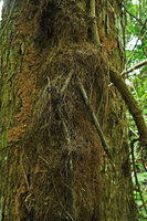 Piper cf. griffithii, main climbing stem covered by dense mats of small adventitious roots, Kaeng Krachan NP, Thailand