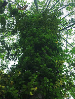 Piper cf. griffithii, mantle of lateral plagiotropic fertile sympodial stems detached from the support, Kaeng Krachan NP, Thailand