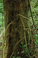 Piper cf. griffithii, old secondarily thickened stolons acting like feeding stilt roots, Kaeng Krachan NP, Thailand