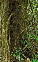Piper cf. griffithii, old secondarily thickened stolons, finally acting like feeding stilt roots, Kaeng Krachan NP, Thailand