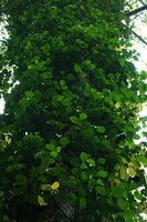 Piper cf. griffithii, plagiotropic sympodial fertile leafy stems, Kaeng Krachan NP, Thailand