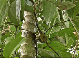Piper cf. langlassei, complex of woody nodes on the main monopodial articulated stem producing successive lateral sympodial branches, Danum Valley, Sabah, Borne