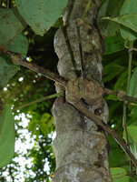 Piper cf. langlassei, complex of woody nodes  on the main monopodial stem producing successive lateral sympodial branches, Danum Valley, Sabah, Borneo