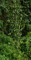 Piper cf. langlassei, freely hanging monopodial stems producing erect then dropping lateral sympodial stems, Danum Valley, Sabah, Borneo