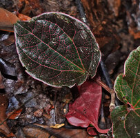 Piper cf. quinqueangulatum, juvenile foliage on the creeping stems with brown, pink veined leaves, Danum Valley, Sabah, Borneo