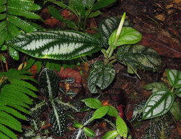 Piper cf. vestitum, axillary flowering stem producing only a small bract like leaf and a terminal inflorescence, thus similar to the Andean Choco species previously included in Trianaeopiper, Penrissen Range, Sarawak, Borneo