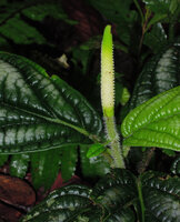 Piper cf. vestitum, flowering axis with one small bract like leaf and a terminal spadiciform inflorescence, Penrissen Range, Padawan, Sarawak, Borneo