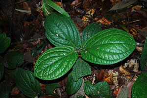 Piper cf. vestitum in a swampy soil, Sepilok FR, Sabah, Borneo