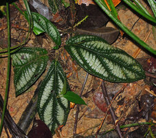 Piper cf. vestitum prostrate on forest floor thus quite similar to Piper humistratum from North East Amazonian forests, Penrissen Range, Padawan, Sarawak, Borneo