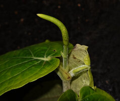 Piper cf. vestitum, reduced axillary branch with the basal hyaline prophyll, a reduced bract like leaf and a terminal inflorescence, the main stem on the right, Danum Valley, Sabah, Borneo