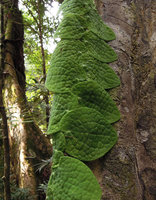 Piper obtusissimum (syn. P. clypeatum), bullate leaves curved and tightly appressed to the trunk bark due to thigmotropism, Taman Negara, Malaysia