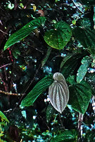 Piper decumanum, strongly asymmetric leaves on lateral detached fertile sympodial stems, Timika, West Papua