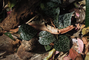 Piper fragile and Piper ornatum complex, a brightly silver pink striped form creeping on forest floor, Tangkoko, North Sulawesi