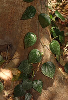Piper fragile and Piper ornatum complex, a form with silver pink design mostly perpendicular to the main primary veins, Tangkoko, North Sulawesi