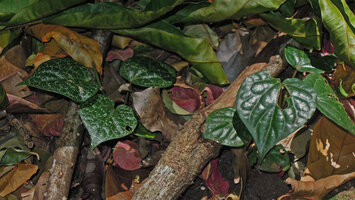Piper fragile and Piper ornatum complex, a marbled and a plain green form creeping together on forest floor, maybe just a sexual dimorphism in this group of dioecious Piper species, Tangkoko, North Sulawesi