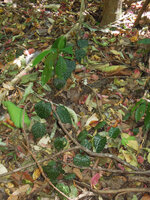 Piper fragile and Piper ornatum complex, a slightly pink silver mottled form creeping on forest floor during a dry spell, Tangkoko, North Sulawesi
