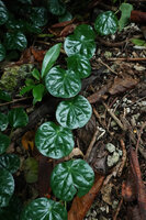 Piper fragile and Piper ornatum complex, monopodial creeping stem of a kidney leaf shape form, Mbambanga, Solomon Islands