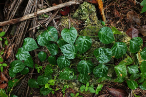 Piper fragile and Piper ornatum complex, monopodial stem creeping on coral island forest floor, a form with plain green ovate acuminate leaves, very similar to the plants from North Sulawesi, Mbambanga, Solomon Islands 2