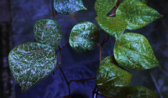 Piper fragile and Piper ornatum complex, side by side a form with dark green leaves and bright pink designs and a form with light green leaves and faint pink designs, Kolombangara, Solomon Islands