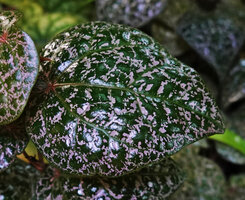 Piper fragile and Piper ornatum complex, silver pink stripes and blotches mostly along secondary and tertiary veins, Tangkoko, North Sulawesi