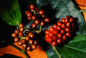 Piper guineense, baccate fruits, Campo, Cameroon