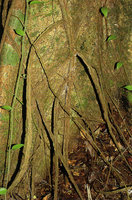 Piper guineense, vigorous male individual producing stolons up to one meter above its base, these stolons acting like stilt nutritious roots, Campo, Cameroon