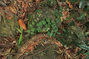 Piper hongkongense, monopodial creeping stem fixed by adentitious roots, with hairy round leaves, Victoria Peak, Hong  Kong