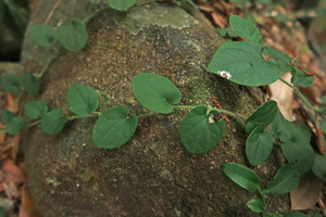 Piper hongkongense, monopodial hairy creeping stem fixed by adentitious roots, with round leaves, Victoria Peak, Hong  Kong