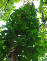 Piper insectifugum, detail of leaf venation on lateral sympodial branches, Mbambanga, Solomon Islands