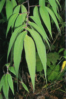 Piper lancaefolium, long acuminate pendant leaves, Baiza, Ecuador