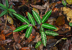 Piper leprieuri,  Presidente Figueiredo, Manaos, Amazonas, Brazil