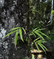 Piper lessertianum climbing along a tree trunk, Malagufuk, Sorong, West Papua