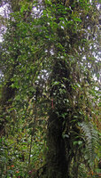 Piper macropiper climbing on a tree, Tari, 2000 m asl, Hela, Papua New Guinea