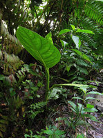 Piper magnificum, green leaf form, Manu NP, 1500 m, Peru