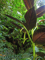 Piper magnificum, red underleaf anthocyanic form, Manu NP, 1500 m, Peru