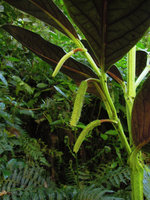Piper magnificum, red underleaf anthocyanic form, sympodial growth with opposite leaf spadix,  Manu NP, 1500 m, Peru