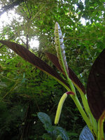 Piper magnificum, red underleaf anthocyanic form, young leaves and spadix, Manu NP, 1500 m, Peru