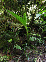 Piper magnificum, the green leaf form, Manu NP, 1500 m, Peru