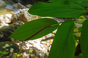 Piper majusculum, leaves and inflorescence, Waai waterfall, Ambon, Moluccas