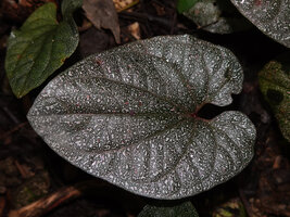 Piper majusculum, monopodial leaf speckled with silver pink irregular dots, Danau Wai Ela, Lima, Ambon, Moluccas