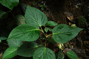 Piper trianae, monopodial unbranched stem, the sheath covering all the petiole length, Mashpi FR, Pichincha, Ecuador