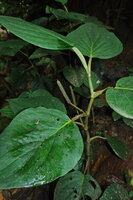 Piper trianae, solitary axillary inflorescences hence the previous inclusion of this species in the former genus Trianaeopiper, Mashpi FR, Pichincha, Ecuador