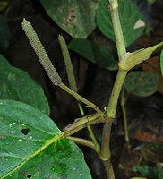 Piper trianae, solitary axillary inflorescences hence the previous inclusion of this species in the genus Trianaeopiper, characteristic bract like appendage at the base of the inflorescence peduncle, Mashpi FR, Pichincha, Ecuador