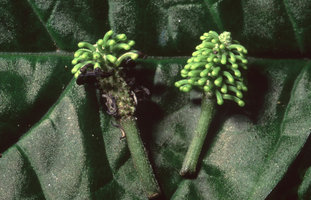 Piper nematanthera, Nouragues CNRS Field Station, French Guyana